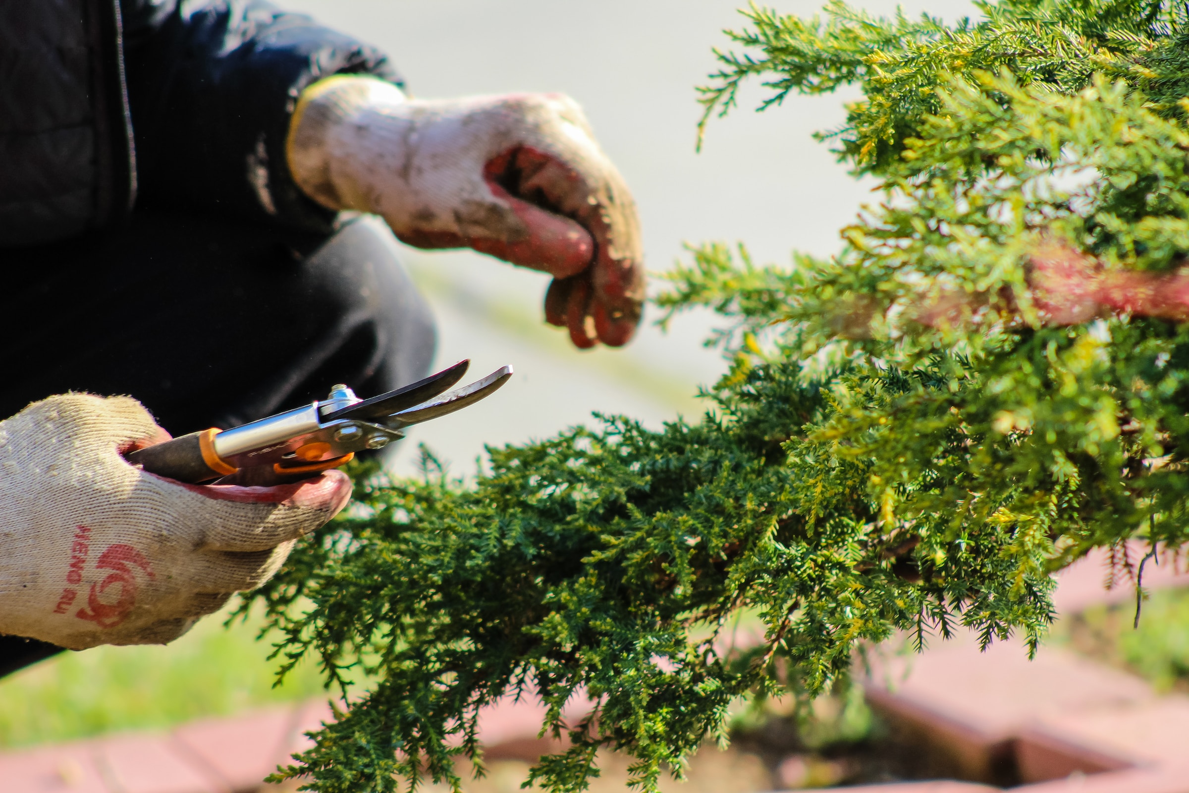 A person cutting a tree to enhance curb appeal through landscaping.